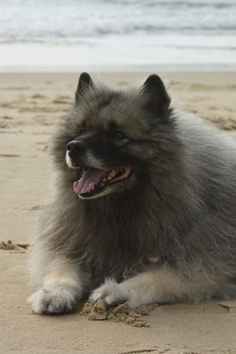 Keeshond-2