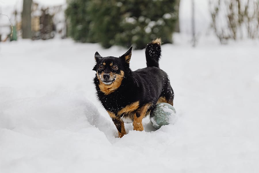 Lancashire Heeler