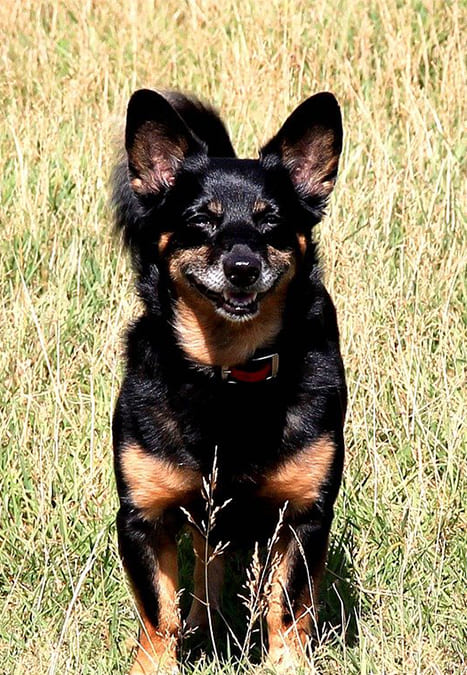 Lancashire Heeler