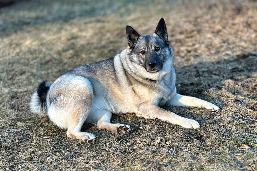 Noorse-Elandhond