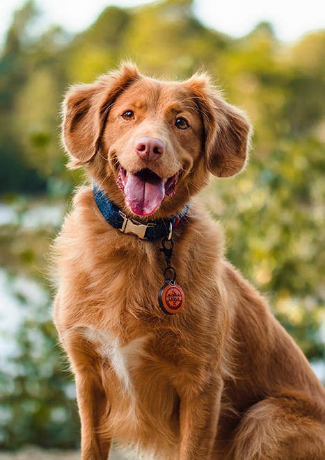 Nova-Scotia-Duck-Tolling-Retriever