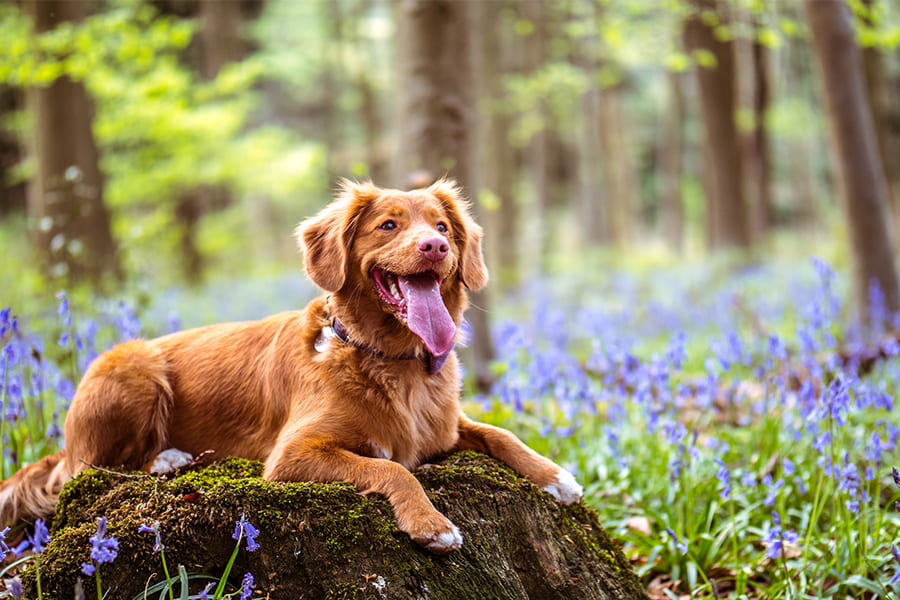 Nova-Scotia-Duck-Tolling-Retriever