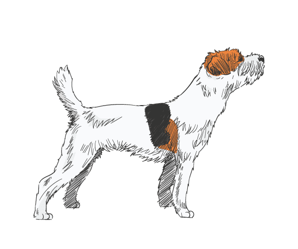 Rassen-Parson-Russell-Terrier