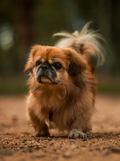 Pekingese