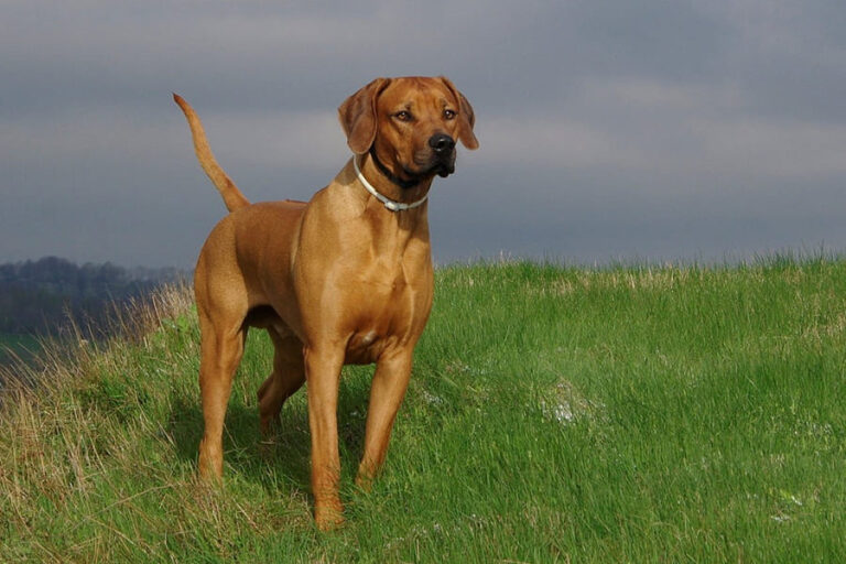 Do Rhodesian Ridgebacks Point Rhodesian Ridgeback