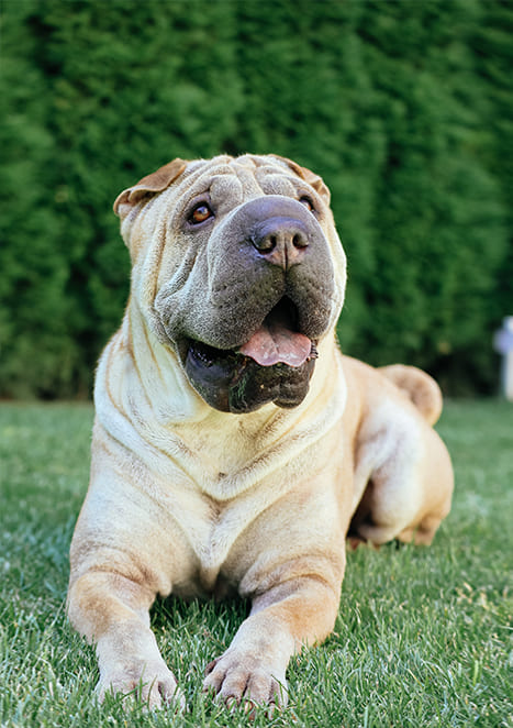 Shar-Pei