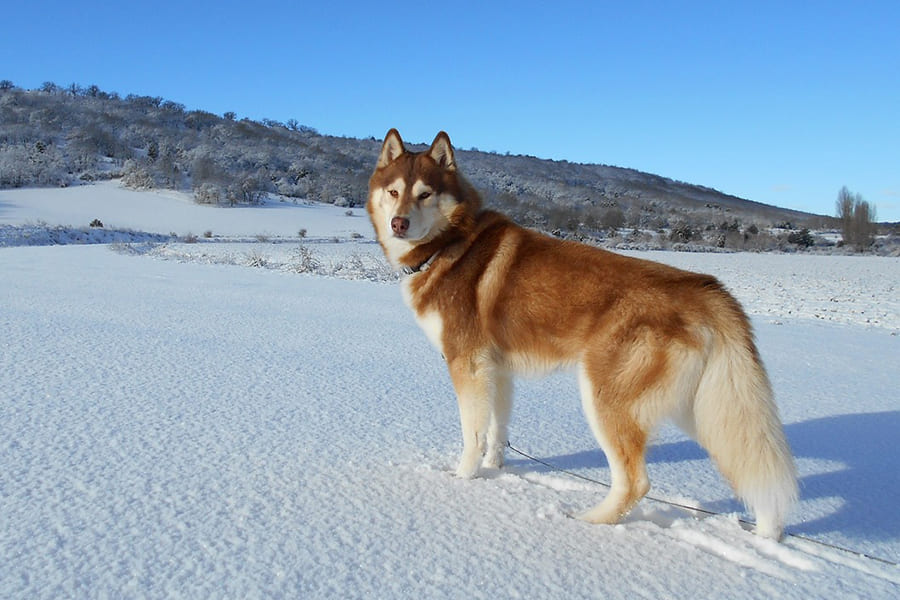 Siberian Husky