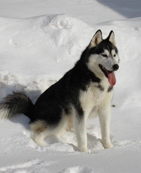 Siberian Husky