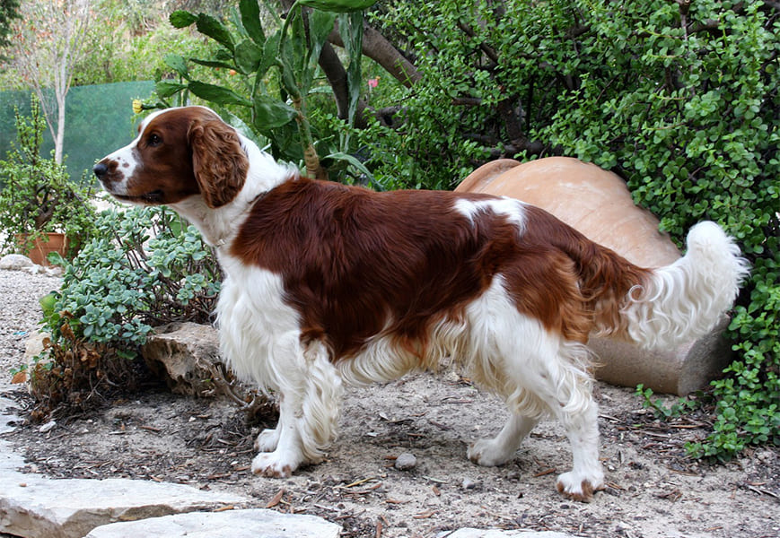 Welsh-Springer-Spaniël