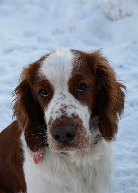 Welsh-Springer-Spaniël