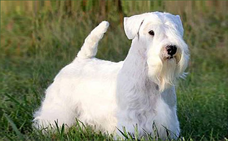 Sealyham-Terrier