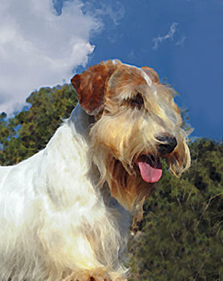 Sealyham-Terrier(2)