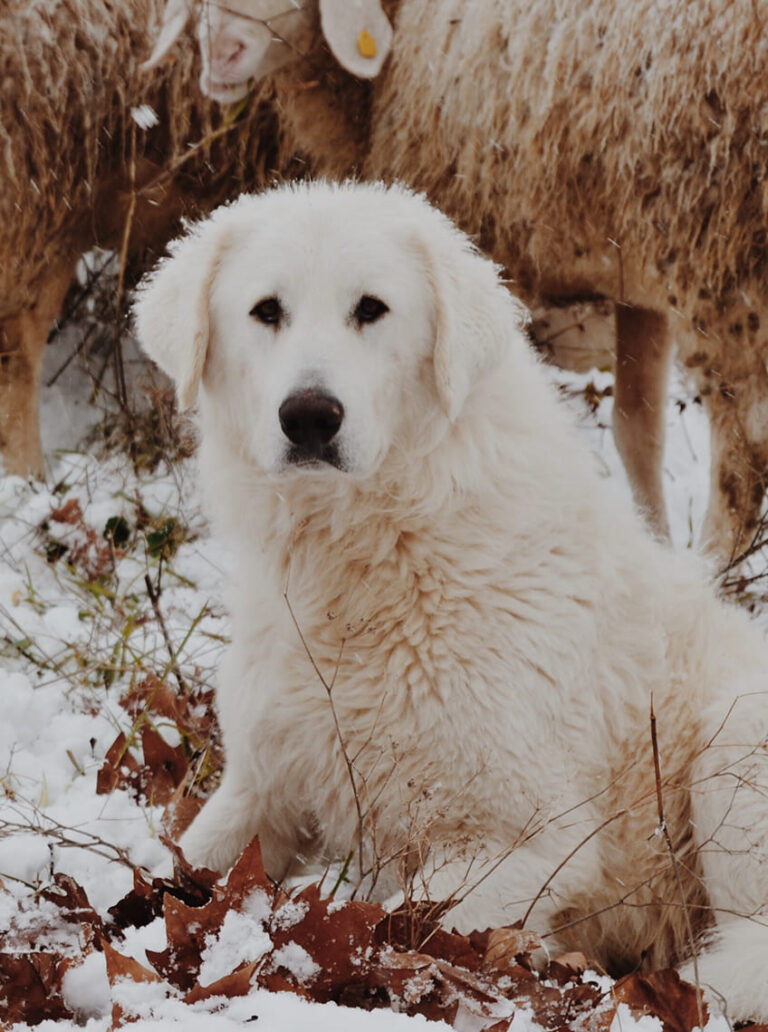 Maremma Herdershond